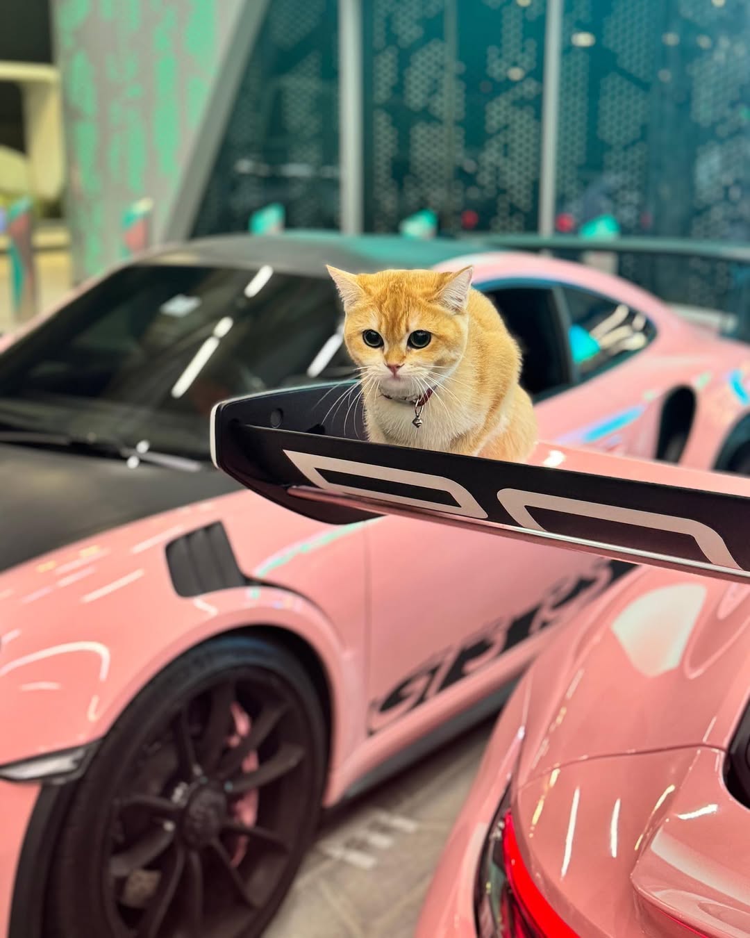 Cat sitting on GT3 RS spoiler